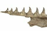 Fossil Mosasaur (Platecarpus) Upper Jaw w/ Teeth - Kansas #207901-3